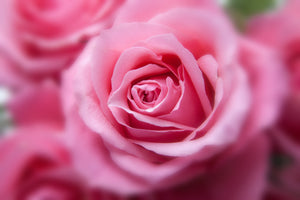 framedposter-print-roses-macro