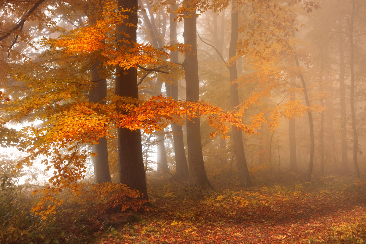 modern-3-piece-canvas-print-edge-of-the-woods