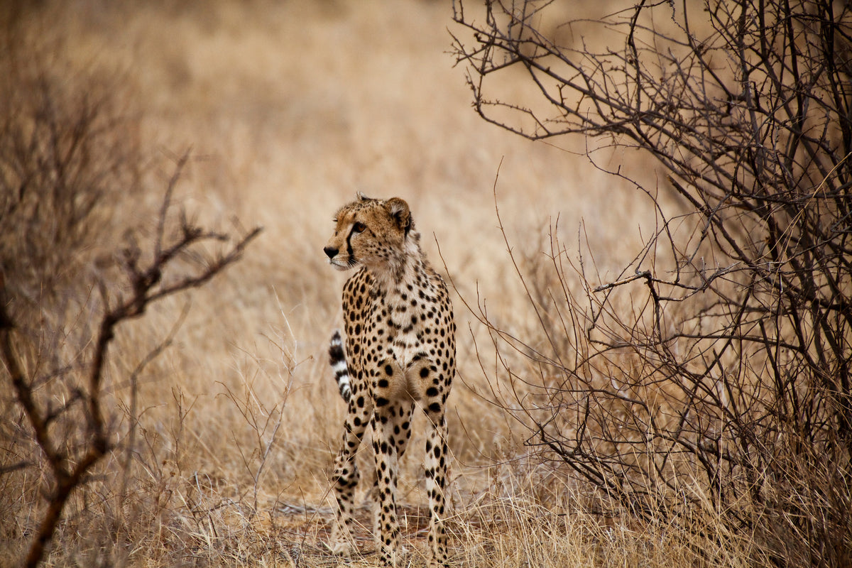 3-piece-canvas-print-elegant-cheetah