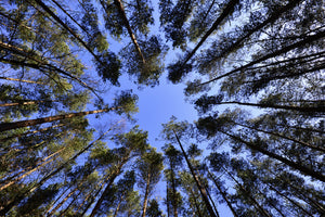 3-piece-aluminium-print-under-high-treetops