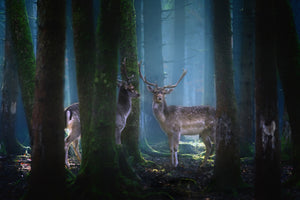 framedcanvas-print-deers