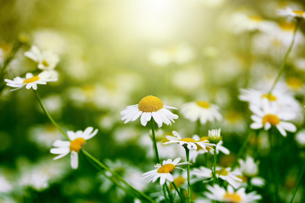 3-piece-acrylic-print-the-daisy