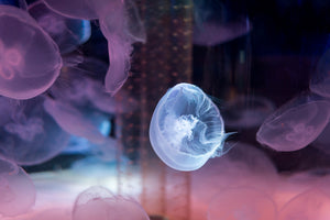 aluminium-print-the-beauty-of-jellyfish