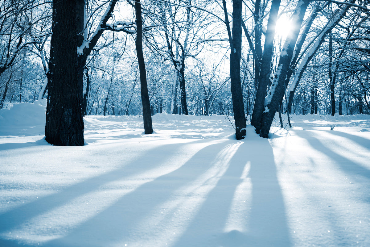 framedposter-print-the-forest-without-tracks-in-the-snow