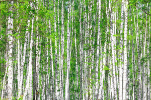 poster-print-the-birch-forest