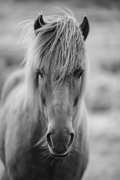 poster-print-horse-being-at-the-corridor