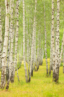 canvas-print-the-birch-forest-in-late-summer