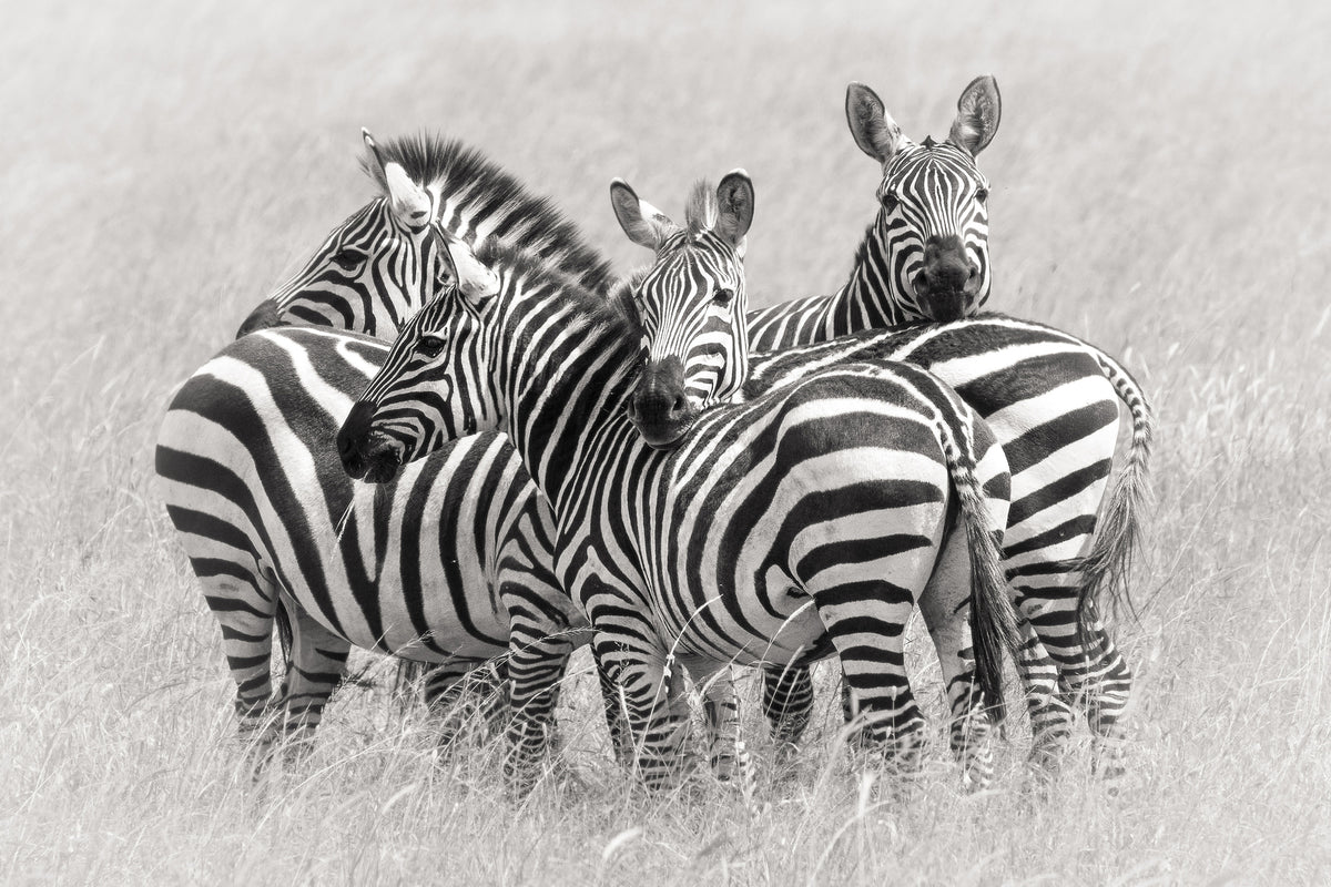 framedposter-print-zebras-x
