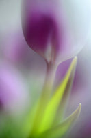 aluminium-print-soft-secrets
