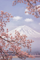 acrylic-print-mtfuji-in-the-cherry-blossoms-x