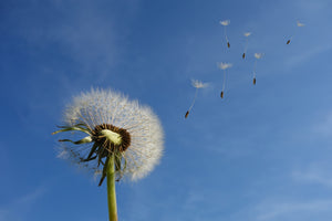 framedcanvas-print-dandelion-i-wish-for-something
