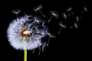 modern-3-piece-aluminium-print-dandelion-blowing