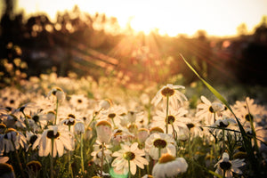modern-3-piece-aluminium-print-daisies-at-sunset
