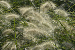 aluminium-print-ornamental-grass-in-the-wind