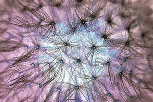 canvas-print-dandelion-in-the-light-play