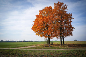 3-piece-acrylic-print-the-3-trees