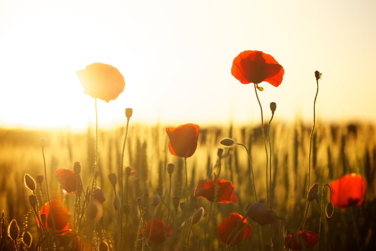 3-piece-canvas-print-poppy-in-the-sunset
