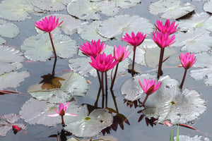 3-piece-canvas-print-jump-in-the-lily-pond