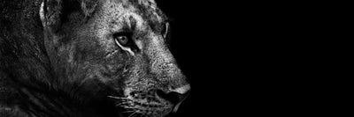 panoramic-poster-print-lion-panorama