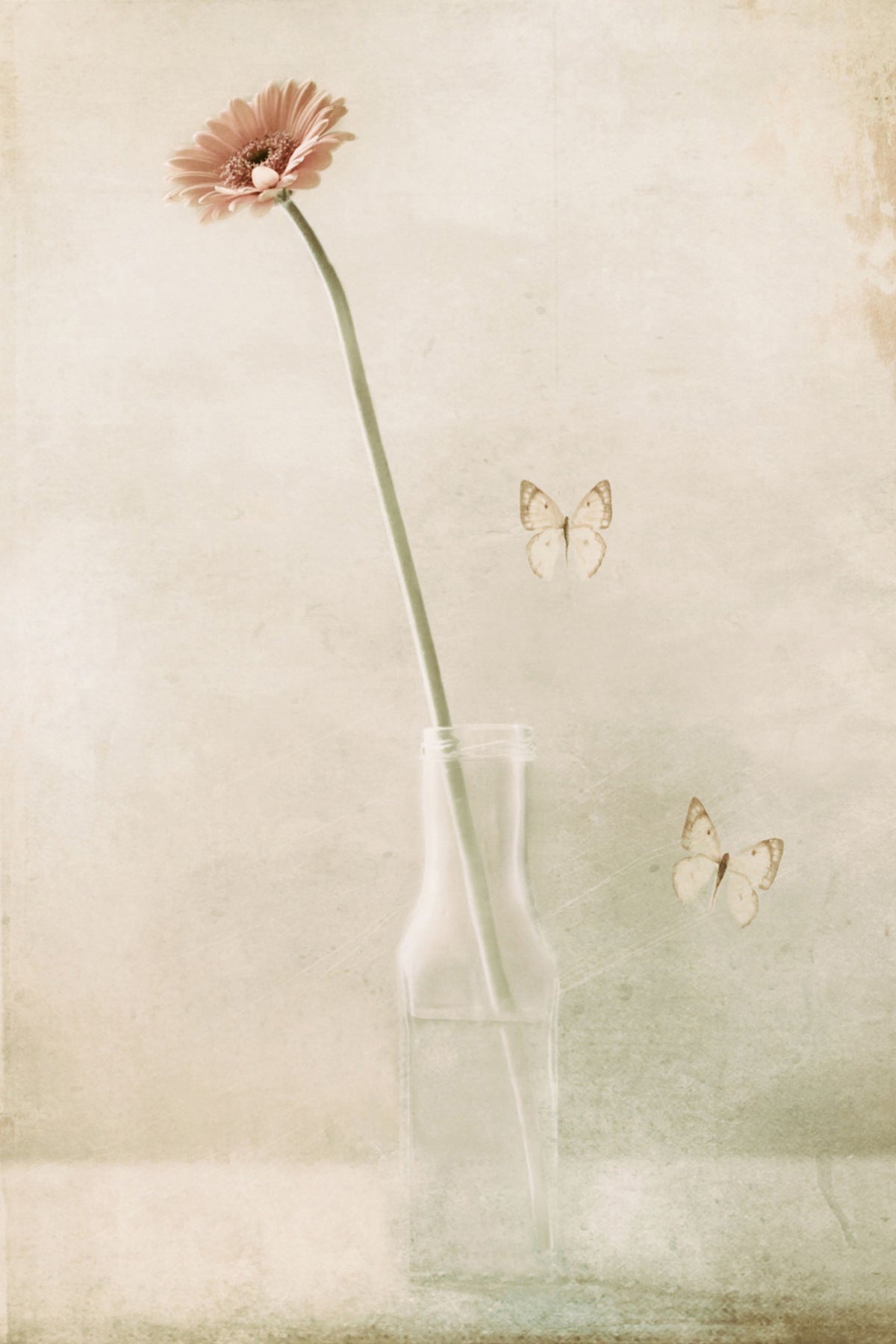 aluminium-print-miss-daisy