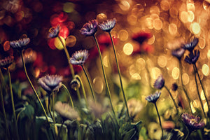 framedcanvas-print-summer-flowers