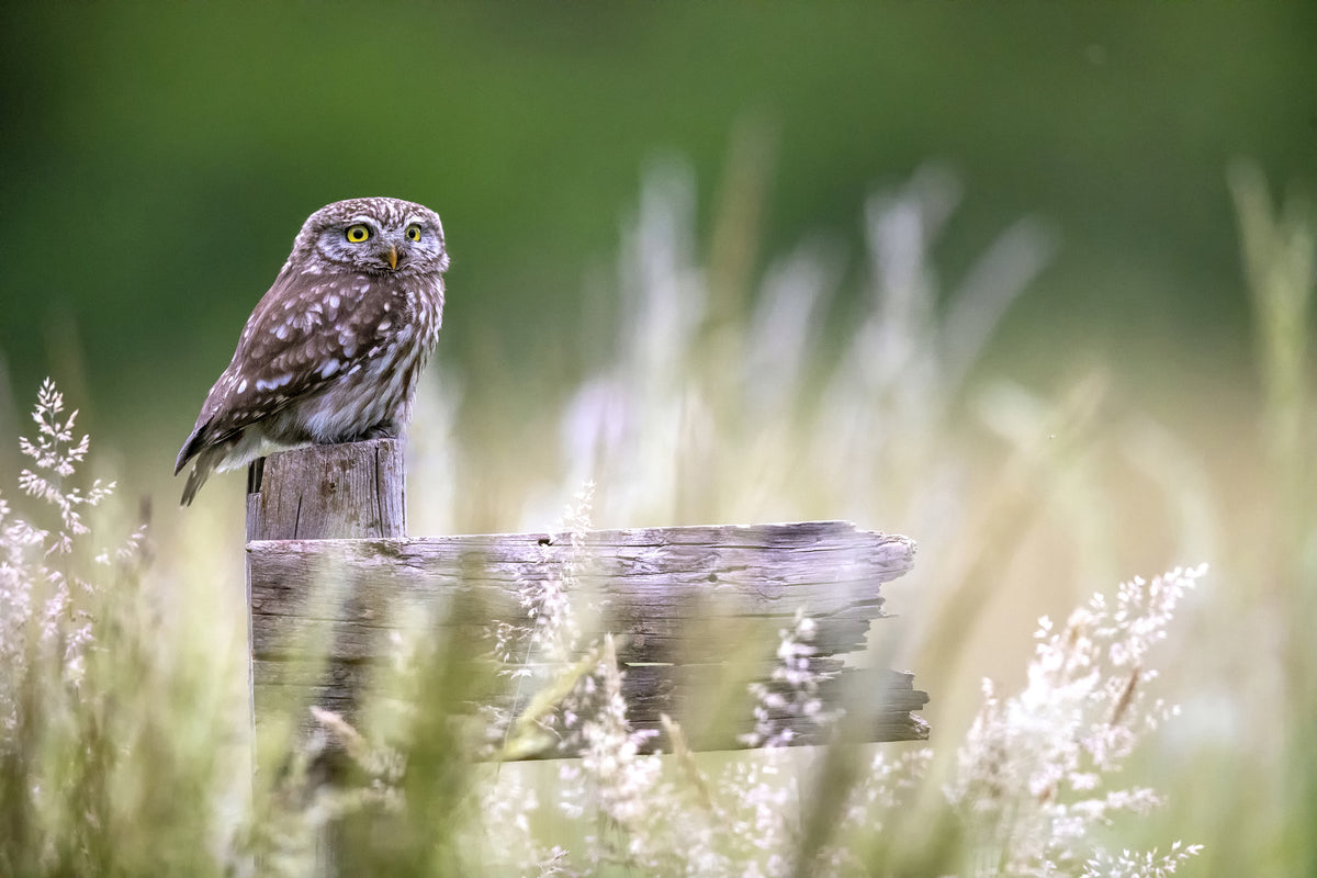 poster-print-little-owl-x