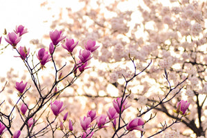 canvas-print-beautiful-magnolia-xl