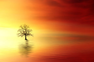 framedposter-print-the-tree-in-the-water