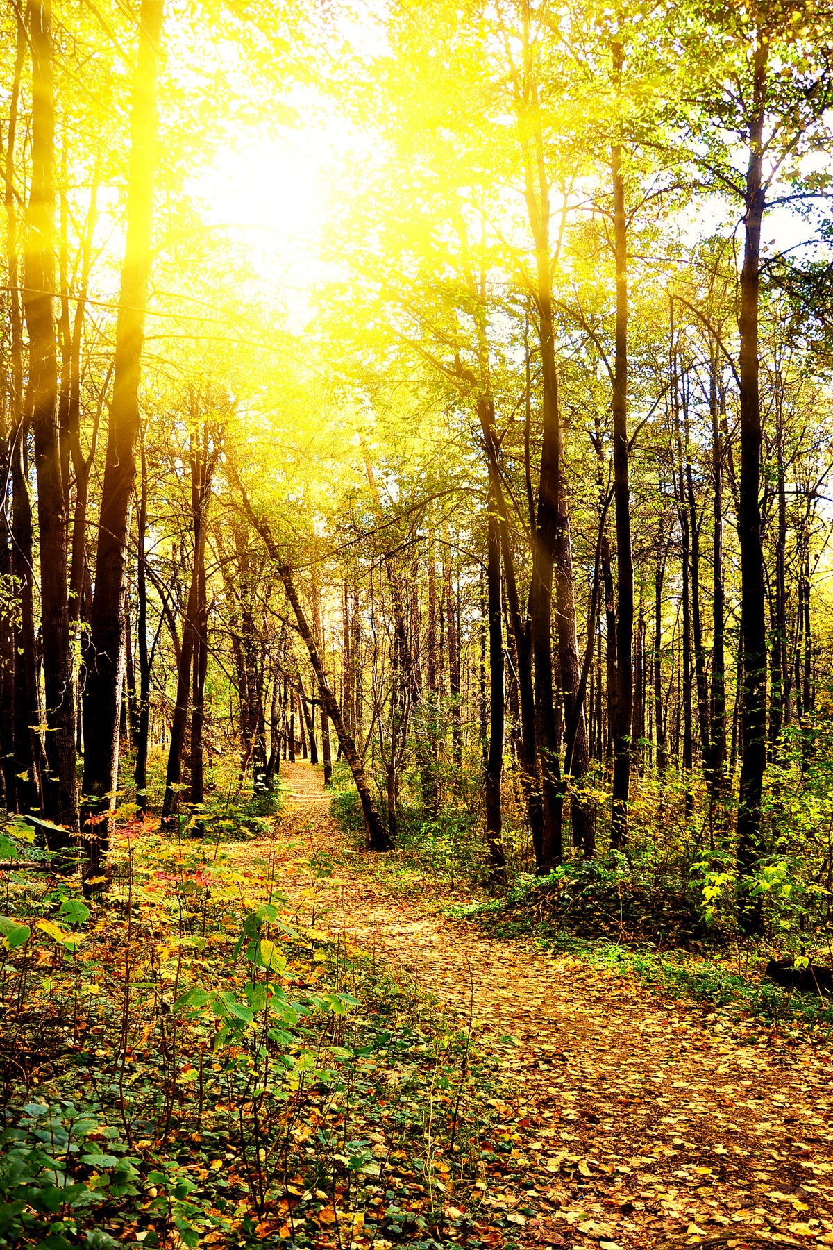 framedposter-print-woodland-walk-in-the-autumn-sun