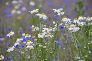 3-piece-aluminium-print-wild-flower-meadow