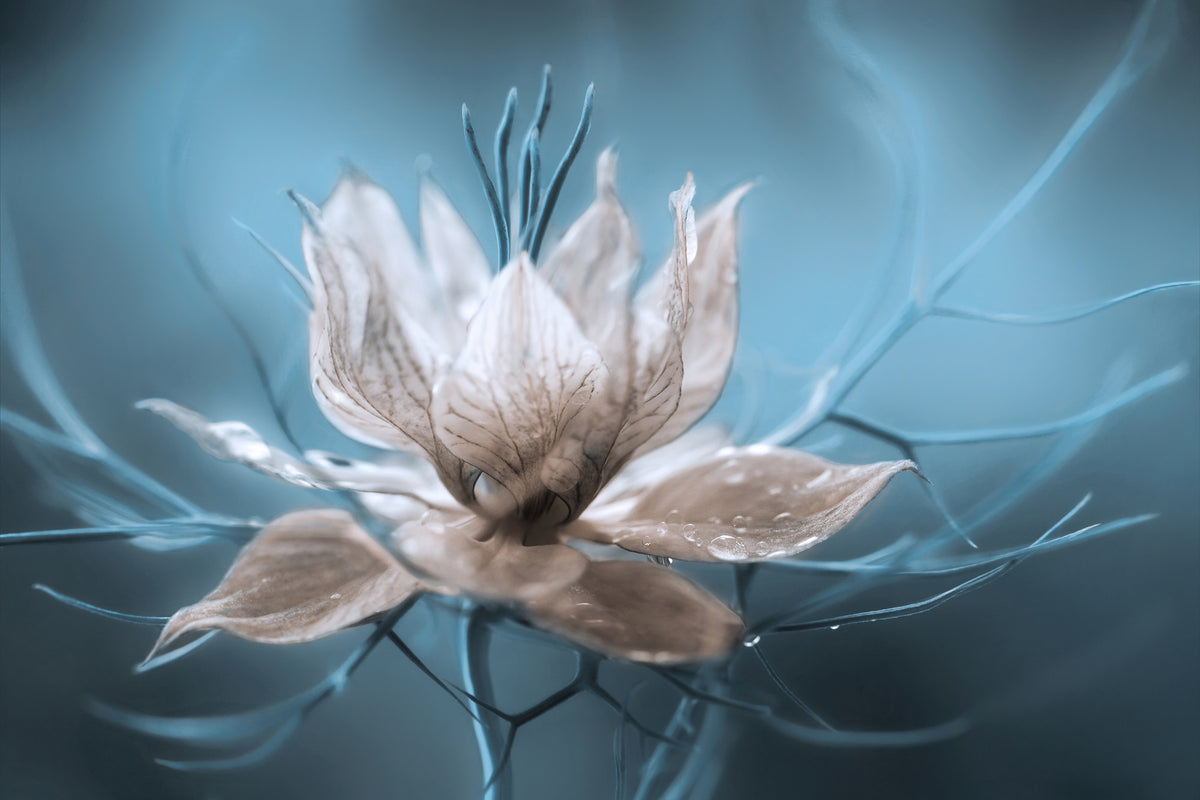 3-piece-canvas-print-nigella