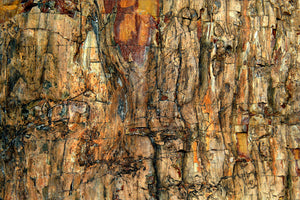 canvas-print-bark-x