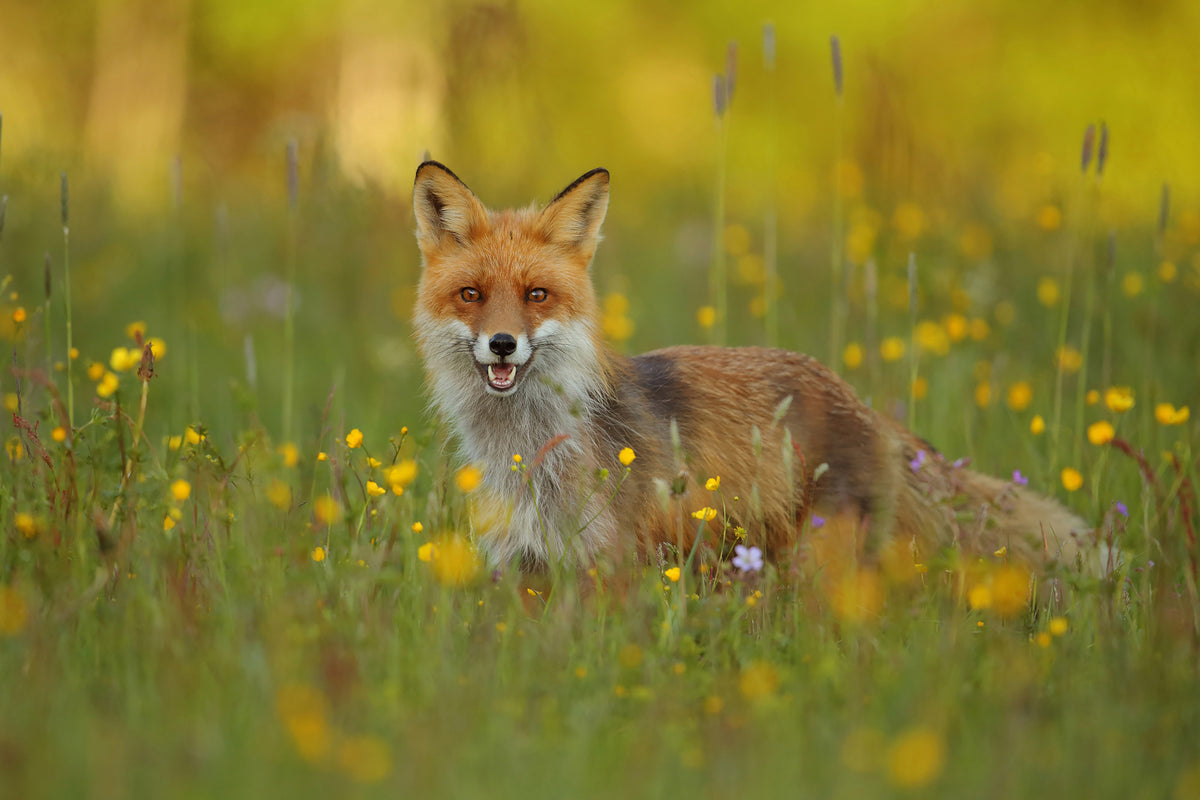 poster-print-red-fox-xkh