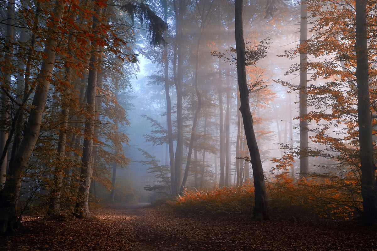 canvas-print-autumn-colors-x
