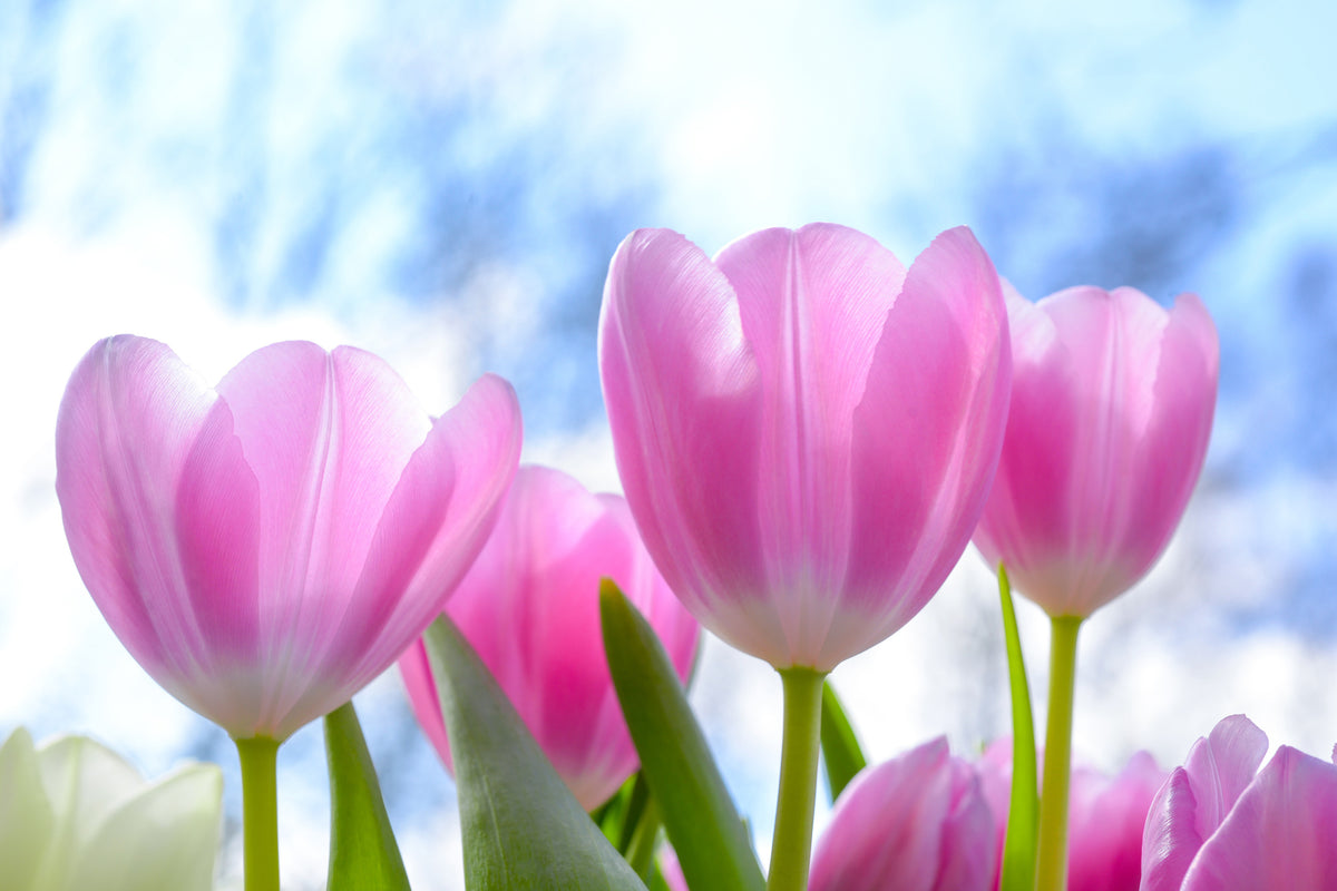 acrylic-print-tulips-in-nature