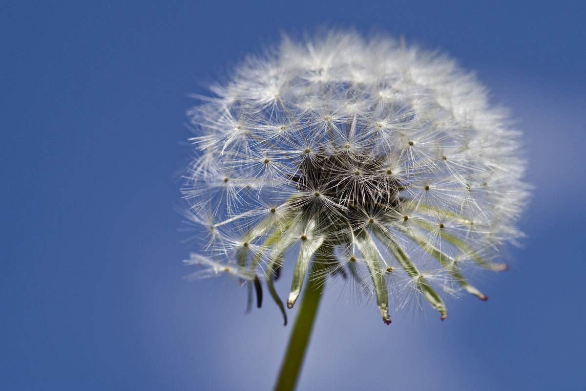 canvas-print-the-dandelion-in-xxl