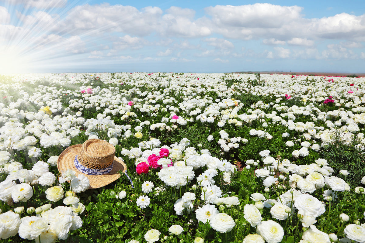 aluminium-print-spring-flower-meadow