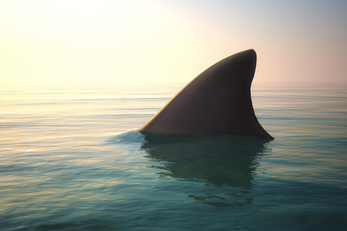 3-piece-canvas-print-shark-fin