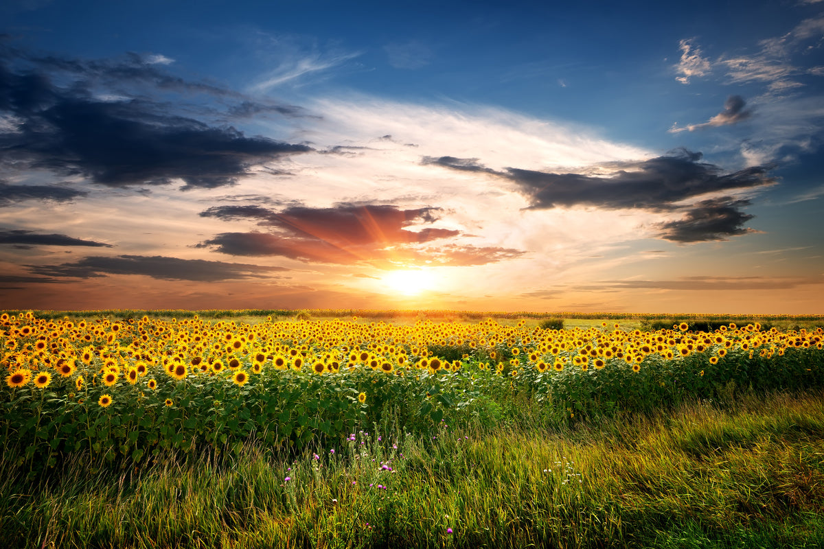 modern-3-piece-acrylic-print-a-field-of-sunflowers