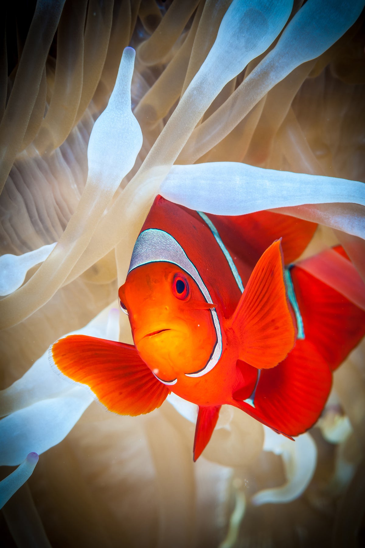 canvas-print-clownfish-defends-his-white-anemone-x