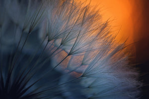 3-piece-aluminium-print-feathers-p