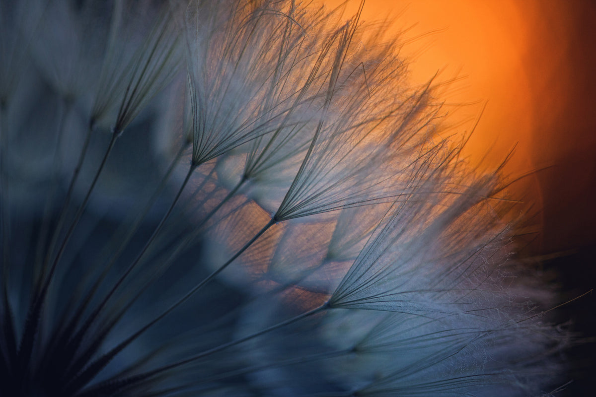 3-piece-aluminium-print-feathers-p