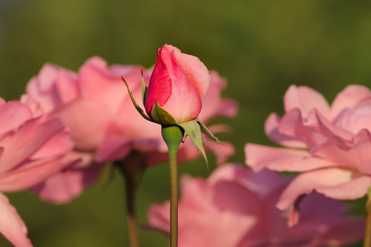 3-piece-canvas-print-the-rosebud