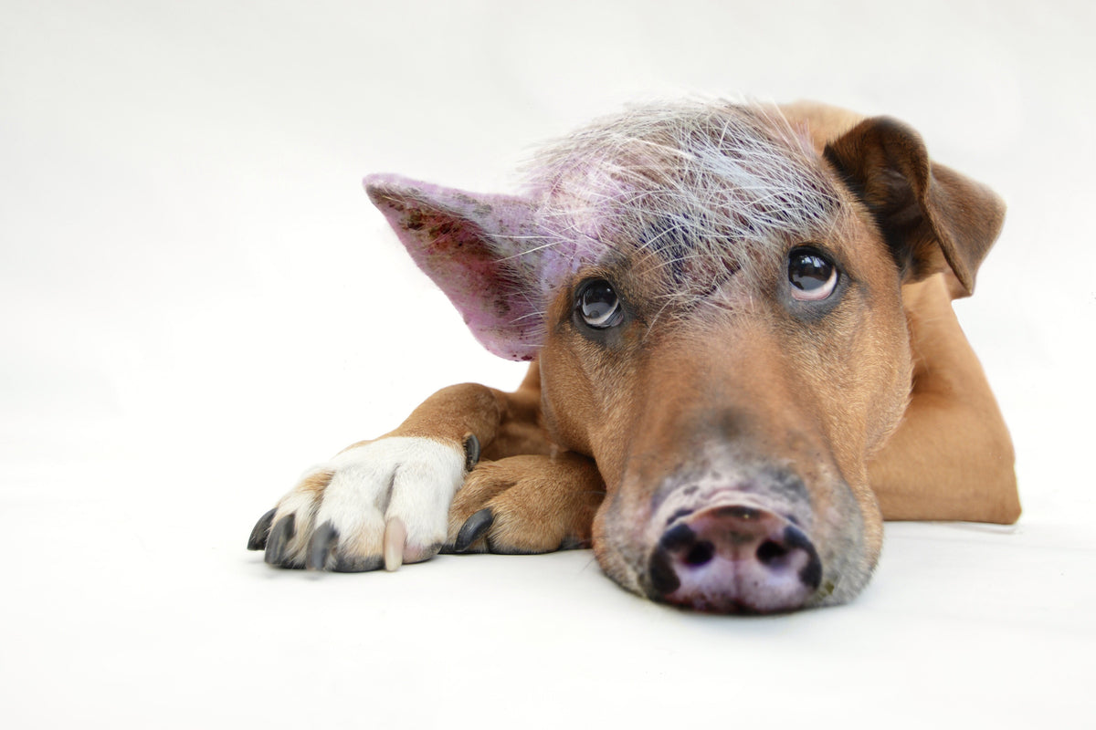 poster-print-the-funny-pig-dog