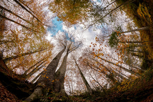 framedcanvas-print-forest-xax