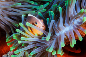modern-3-piece-acrylic-print-clownfish