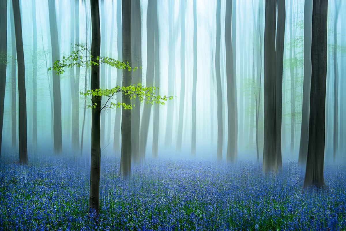 poster-print-the-blue-forest