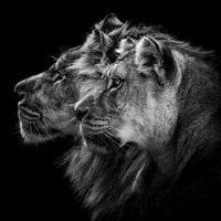 4-piece-canvas-print-lion-and-lioness-portrait