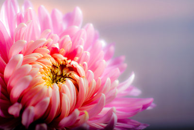 poster-print-macro-chrysanthemum
