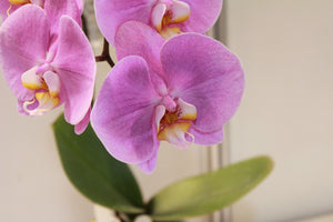 poster-print-orchids-with-purple-flowers-in-xl